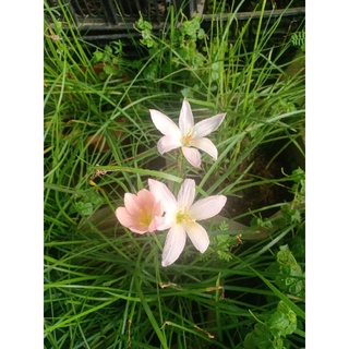 Hoa huệ mưa 50 củ