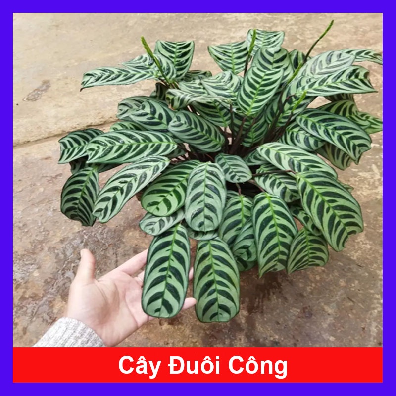 Cây Đuôi Công
