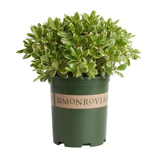 Chậu nhựa trồng cây cao cấp MONROVIA ( 16x12,8x17,5 cm )