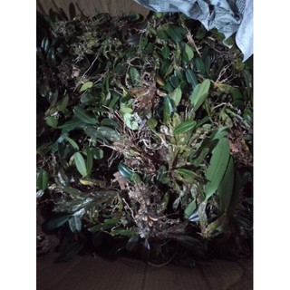 Hoa phong lan vảy rồng