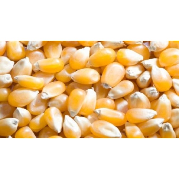 [Mã 156FMCGSALE hoàn 8% đơn 500K] 1kg Hạt bắp rang bơ Mỹ (Ngôi nhà đỏ) | BigBuy360 - bigbuy360.vn