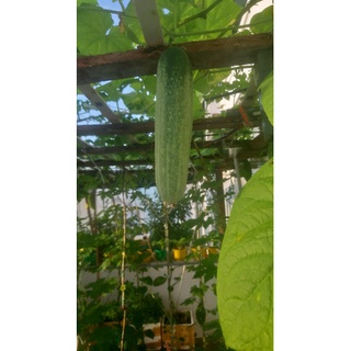 phân bón humic usa