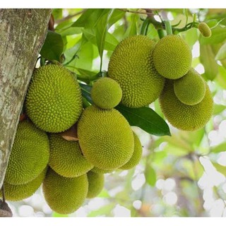 CÂY GIỐNG MÍT TỨ QUÝ DA XANH SIÊU QUẢ SIÊU NGỌT.CAM KẾT GIỐNG CHUẨN, BẢO HÀNH CHUẨN F1
