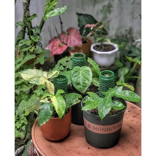 Combo 30 trụ nhựa trồng cây leo Tropical