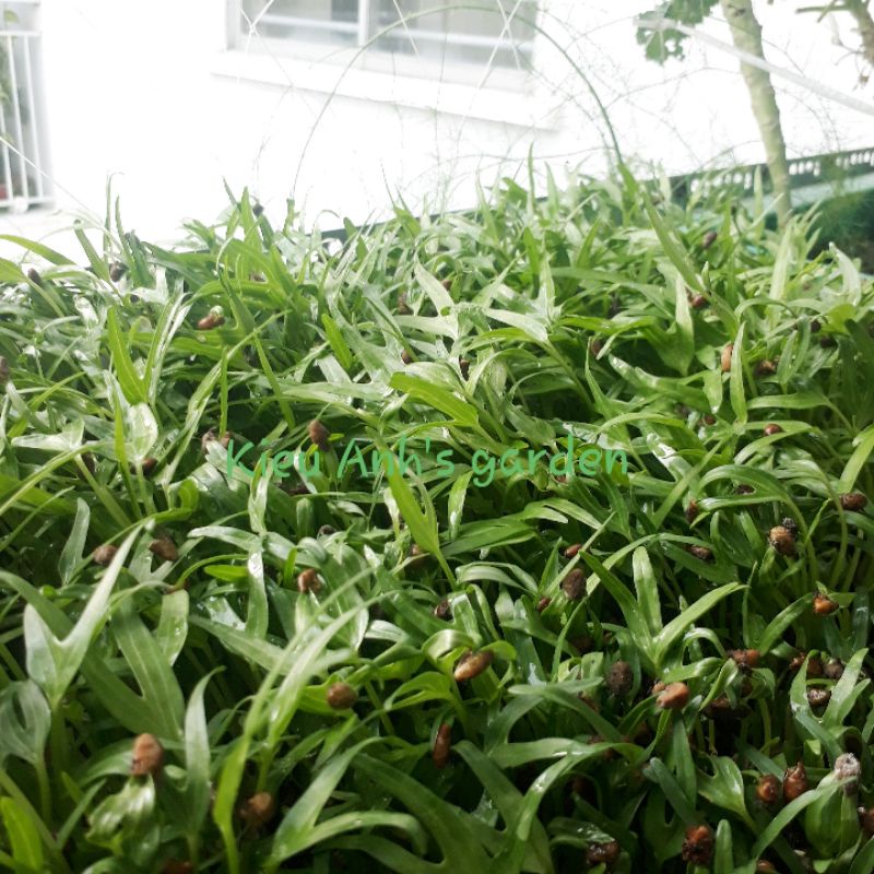 [Seeds] Hạt giống Rau Mầm Rau Muống, đóng gói 50-100gr