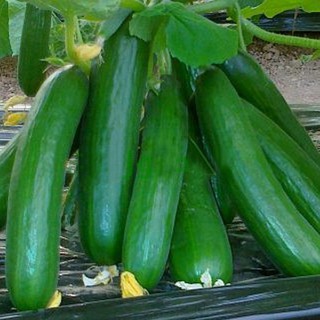 Hạt giống dưa chuột chùm tự thụ phấn