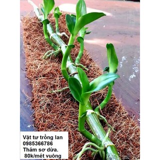 Bán buôn- 01 mét vuông thảm sơ dừa gồm 4 tấm 50x50x1 cm hàng đẹp, nhập khẩu.