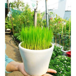 200 Hạt giống lúa nước Bonsai Nhật Bản