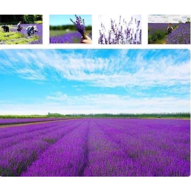 (giá sỉ) Túi thơm LAVENDER sấy khô siêu thơm