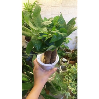 [sale ]kim ngân thuỷ canh
