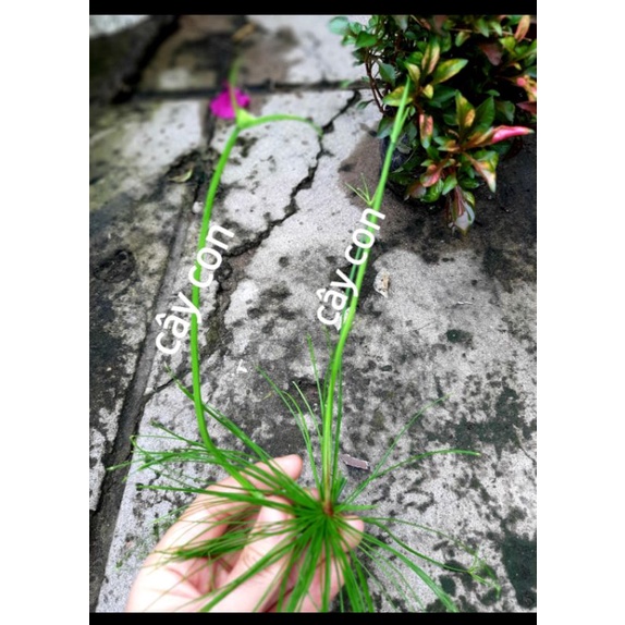 Mầm cây con thủy trúc thái