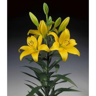 Củ giống hoa Ly cao vàng chanh giống chuẩn Hà Lan màu vàng Pavia size 16/18 cho ra 5-7 hoa sau 75-80 ngày