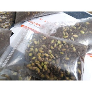 5 hạt MONSTERA DELICIOSA - Hạt giống Trầu Bà Nam Mỹ - 5 hạt