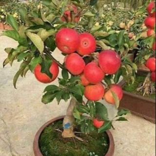 Hạt giống táo đỏ lùn F1+ tặng viên nén sơ dừa +kich mam