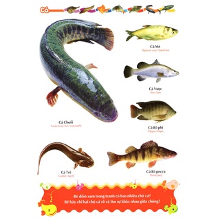 Sách - Từ Điển Tranh Về Con Vật (Bìa Cứng)
