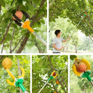 Dụng cụ hái quả, thu hoạch trái cây trên cao 1.5m