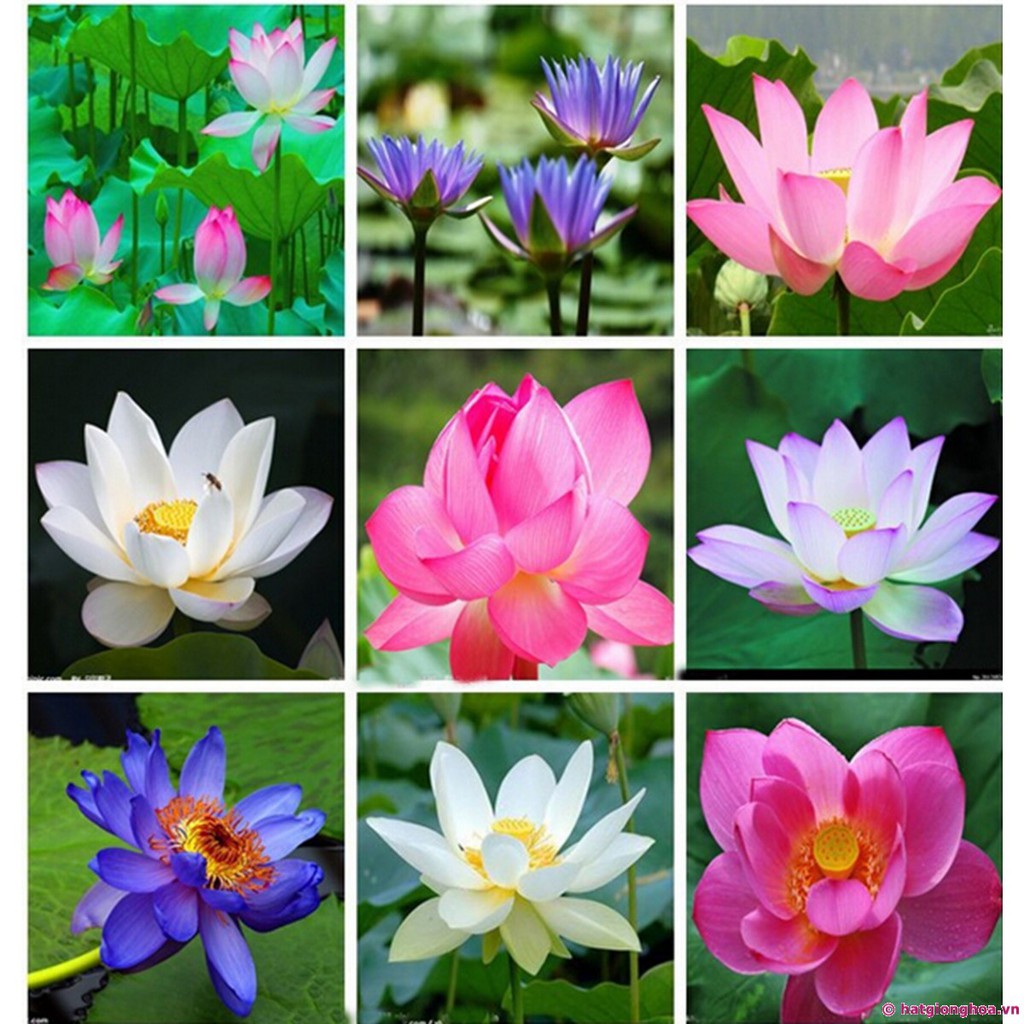 Hạt Giống Hoa Sen Nhật Mix Nhiều Màu Ngẫu Nhiên  -