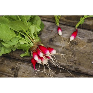 Hạt Giống Củ Cải Đỏ Dài - 1 gói 5gram