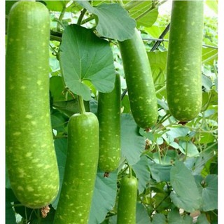 10 hạt giống bầu sao ngắn