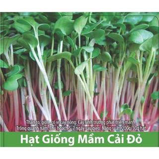 Hạt Giống Rau Mầm Củ Cải Đỏ Giòn Ngọt
