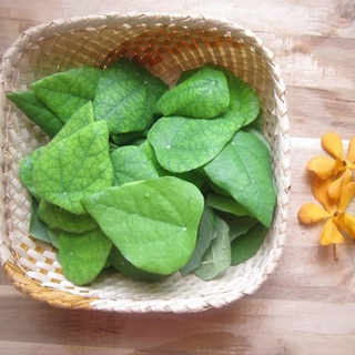 Lá sương sâm lông thiên nhiên - Lá tươi thiên nhiên mới hái từ vườn