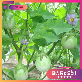 Hạt giống cà pháo xanh cao sản -2gr LUCKY.VN