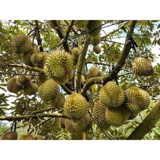 CÂY GIỐNG SẦU RIÊNG LÙN ( CÂY GHÉP - SIÊU SỚM TRÁI )