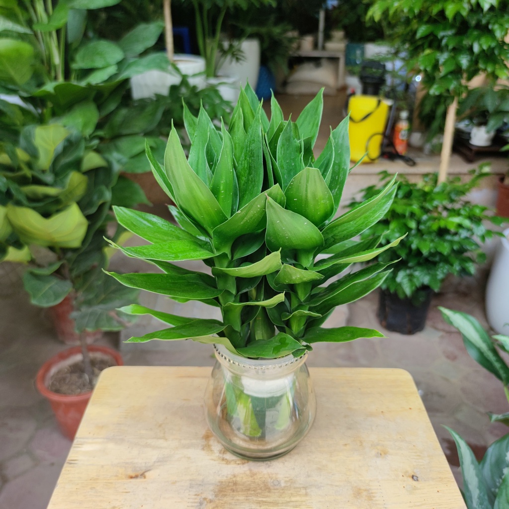 Cây phát lộc thủy sinh 3 gốc , cây phong thủy để bàn phát tài phát lộc, để bàn thờ30 - 35 cm 100% CÓ RẼ