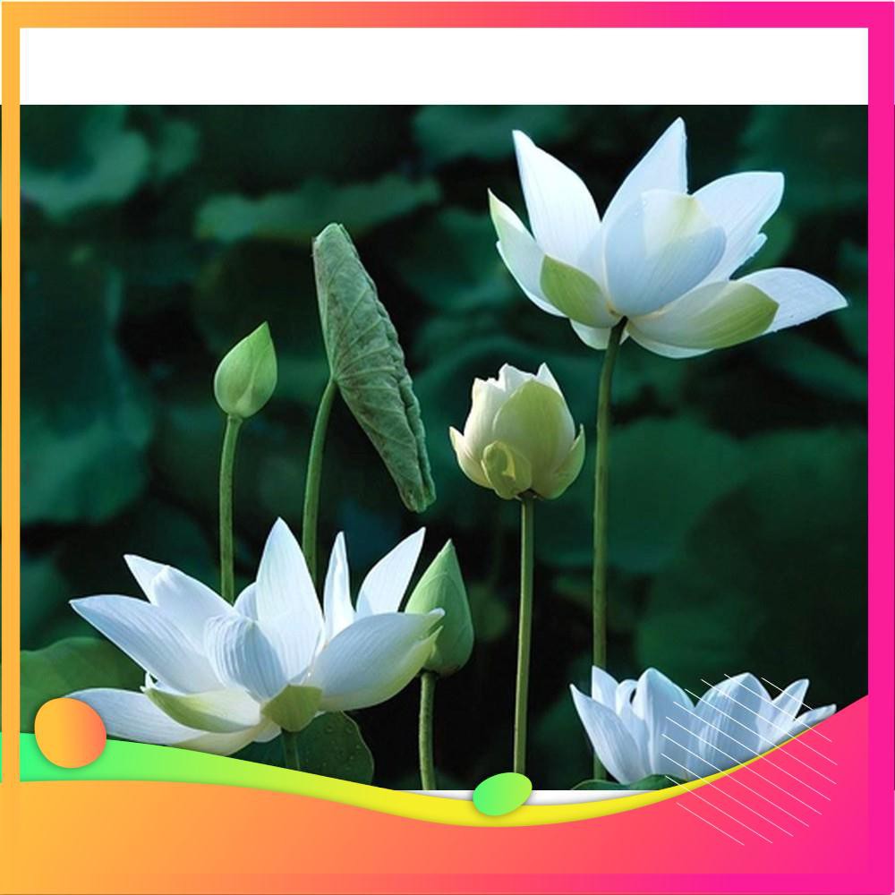 Hạt Giống Hoa Sen Trắng -  VIETGAR