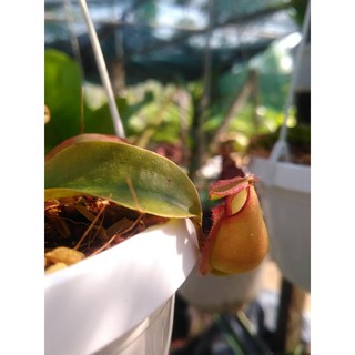 nắp ấm mini siêu dễ thương