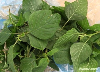 5GR - HẠT GIỐNG RAU DỀN CƠM