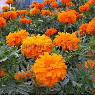 Hạt giống hoa cúc vạn thọ Pháp - 50 hạt