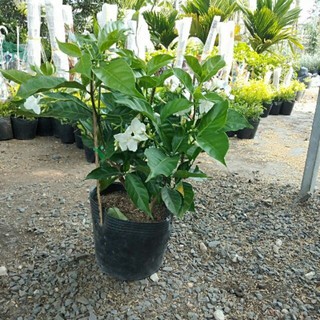 Cây hoa nhài tây đang ra hoa
