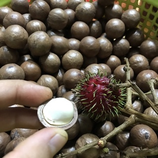 500g Hạt mắc ca Đăk Lăk nhà trồng