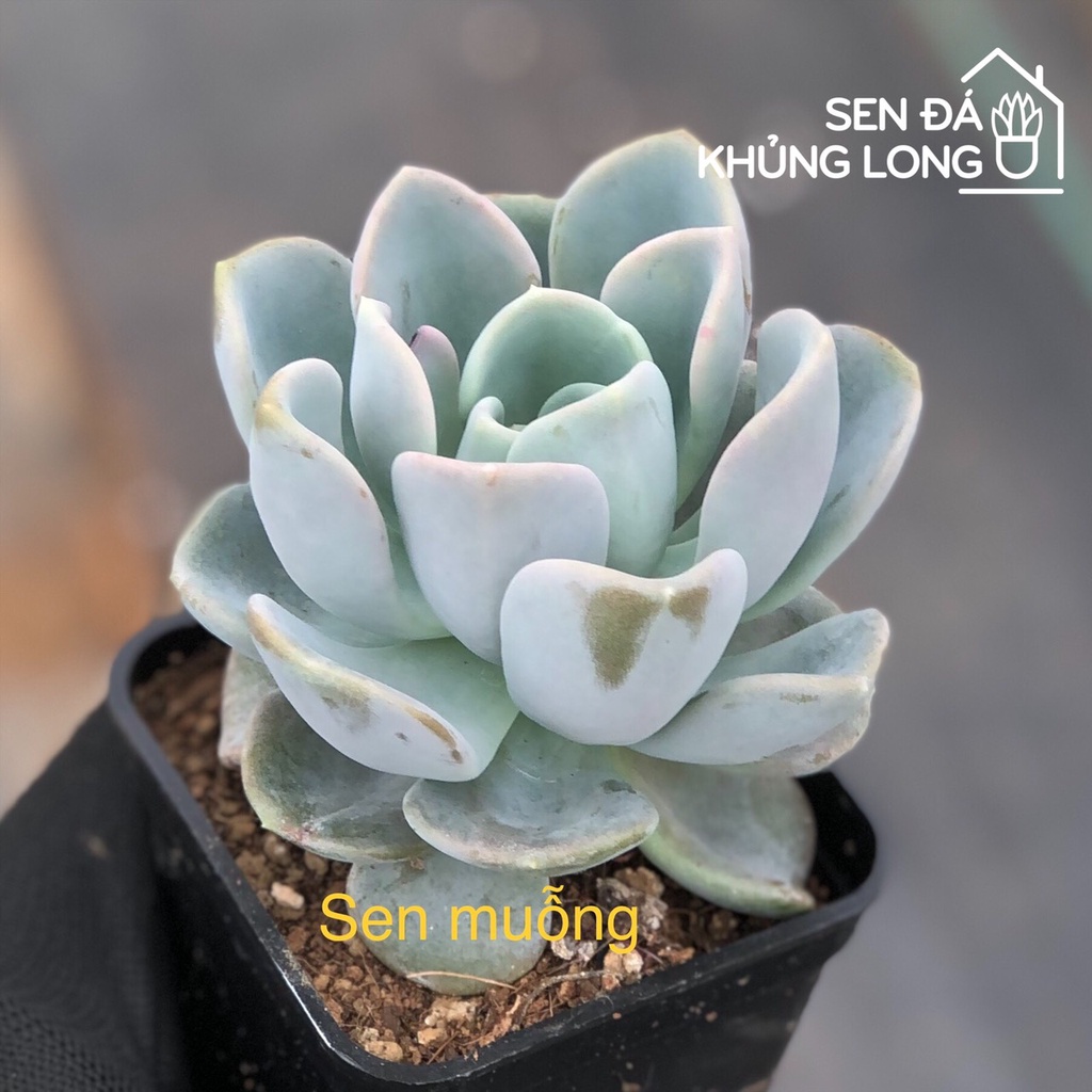 Sen đá Muỗng - pachyveria orpet