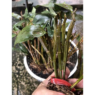 Lan rừng kiều (thuỷ tiên)