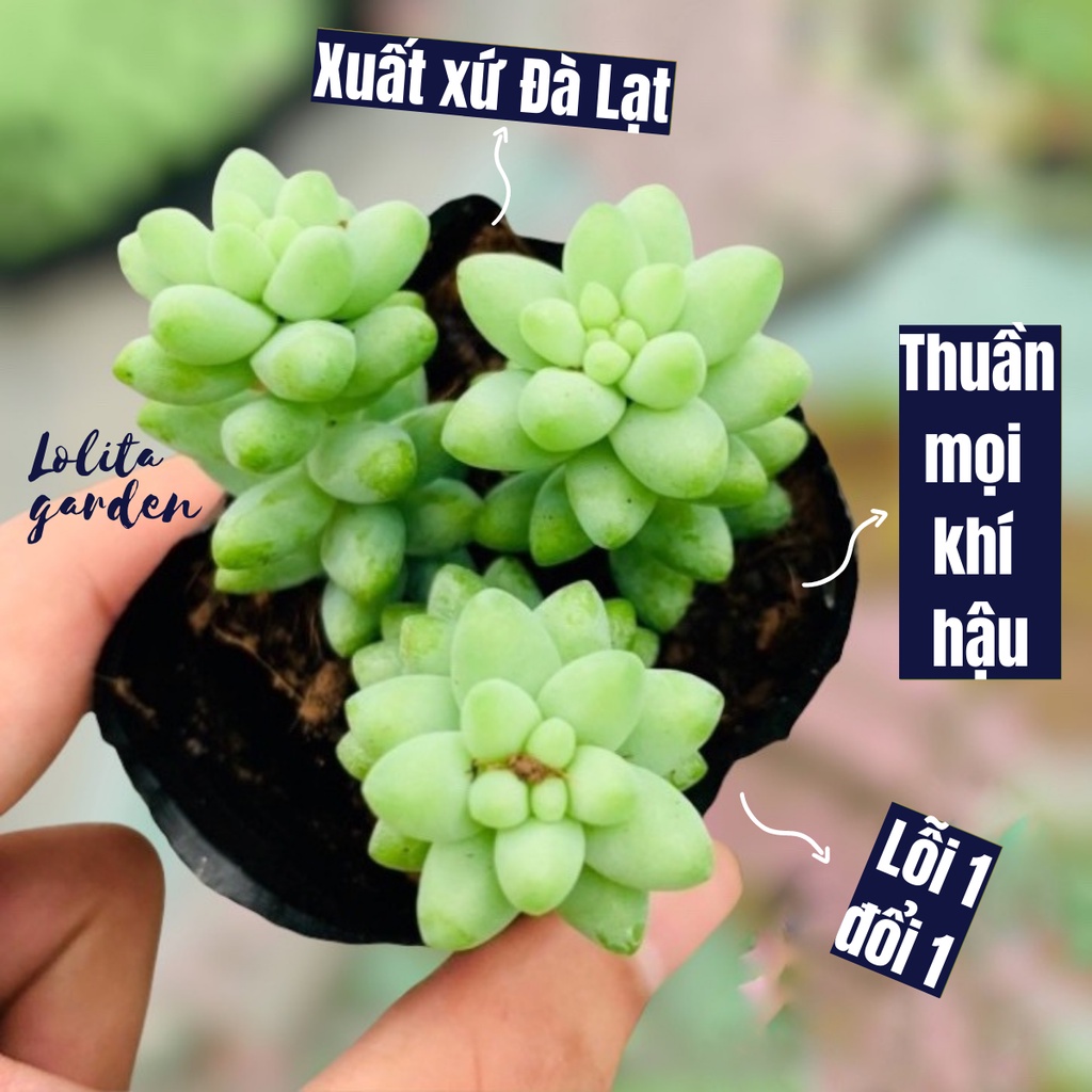 SEN ĐÁ CHUỖI NGỌC BI SIZE BÉ, HÀNG ĐÀ LẠT, SIÊU XINH SIÊU KHỎE, LỖI 1 ĐỔI 1