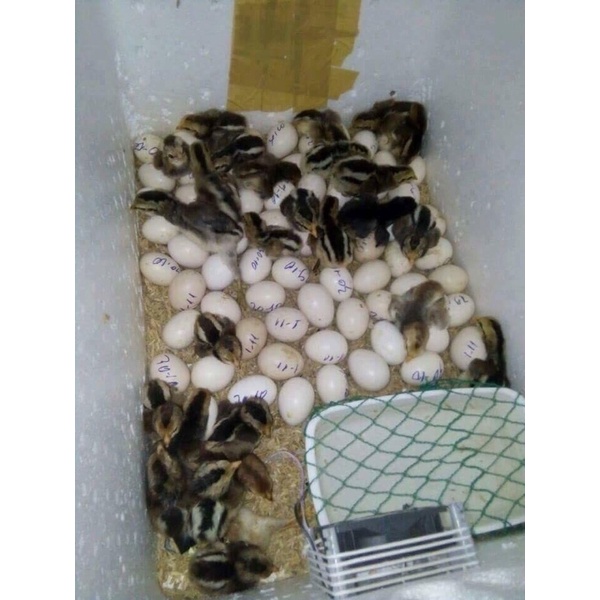 Máy ấp trứng đảo tay P100