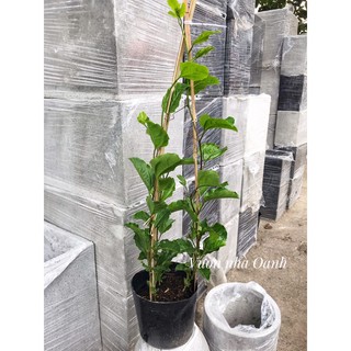 Chanh dây chanh leo chậu nhựa cây lớn như hình, khỏe mạnh, không sâu bệnh