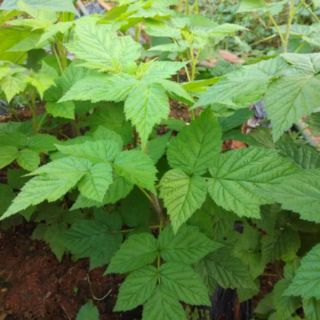 Cây mâm xôi đỏ(phúc bồn tử,rasberry)