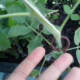 100 CÁI KẸP THÂN CỐ ĐỊNH DÂY.