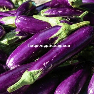 Hạt giống Cà Tím Dài F1 1gram luckyseed hạt siêu rẻ