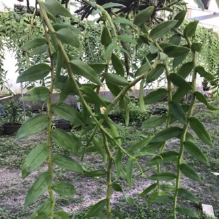 Hoàng thảo vôi