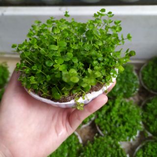Cây thủy sinh Trân Châu
