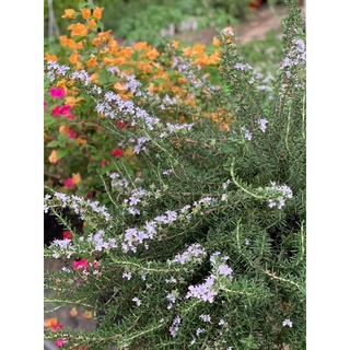 Cây Hương Thảo rủ (Giống Hàn Quốc) - Rosemary