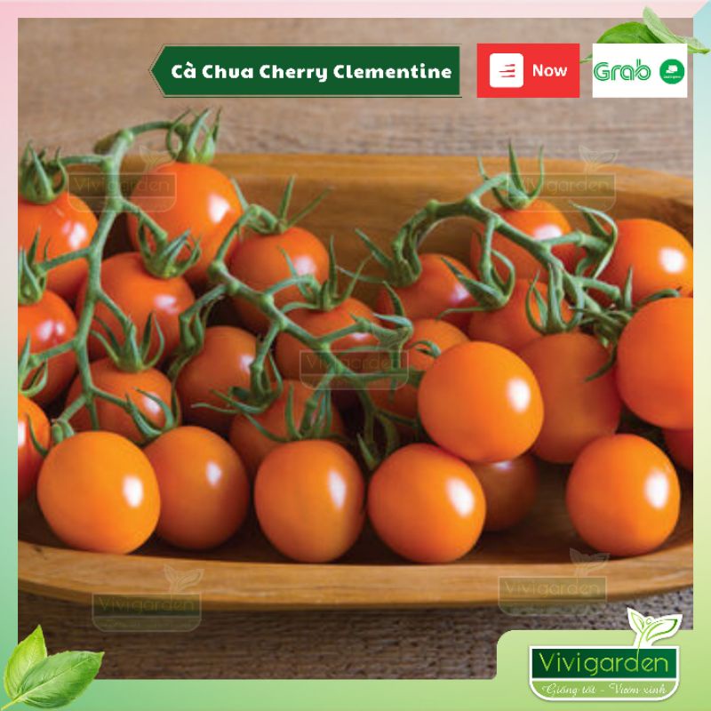 Hũ 10 hạt giống cà chua trái cây vàng cam Clementine giống hữu cơ Jonny seed Mỹ