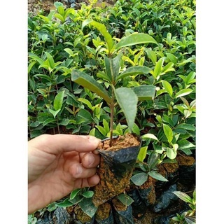 Cây hoa mộc hương ta giống