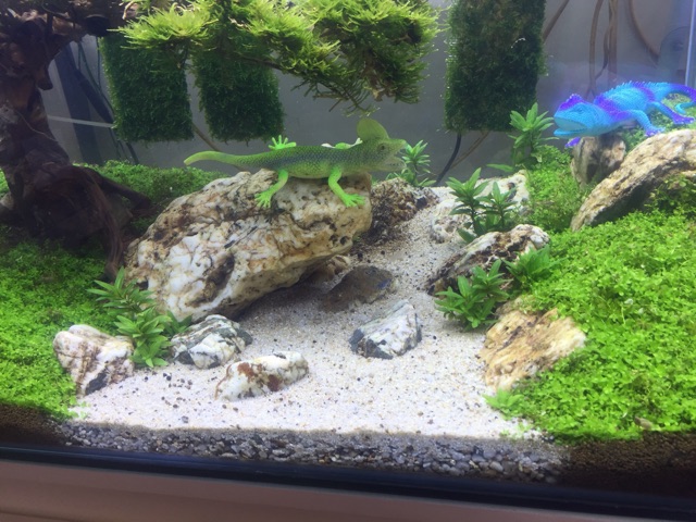 Bể cá Cây bonsai suối nước