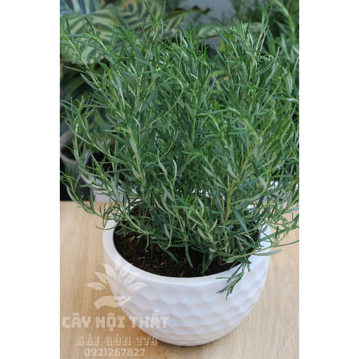 Cây hương Thảo - cây gia vị hương thảo -Rosemary  | Cây Nội Thất Sài Gòn 779