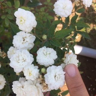 Hoa hồng Bạch trà